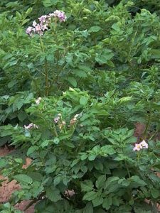 Картинка: Картофель