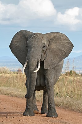 Картинка: Слоновые