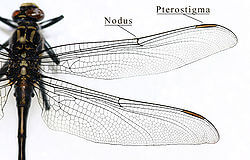 Картинка: Крыло насекомых