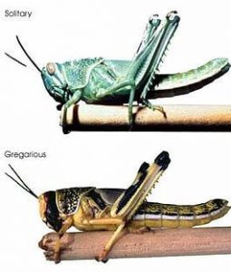 Картинка: Акриды