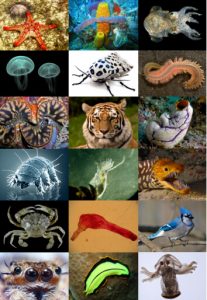 Pic.: Animals