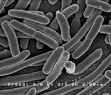 Pic.: Bacteria