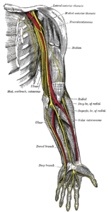 Pic.: Nerve