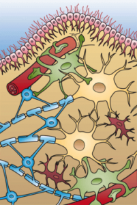 Pic.: Glia