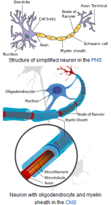 Pic.: Myelin
