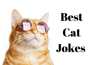 Pic.: © Cat Jokes. Feline Funny? Purrfect!