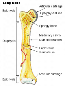 Картинка: Костный эпифиз