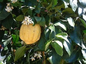 Картинка: Цитрон