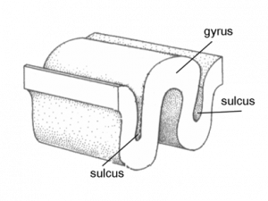 Картинка: Извилины мозга