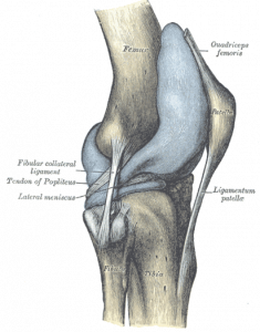 Картинка: Коленный сустав