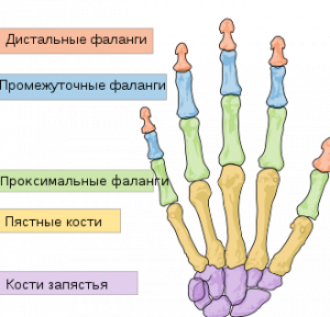 Картинка: Проксимальные фаланги