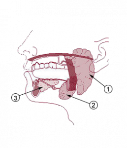 Картинка: Слюнные железы