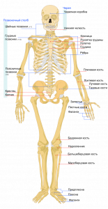Картинка: Скелет человека