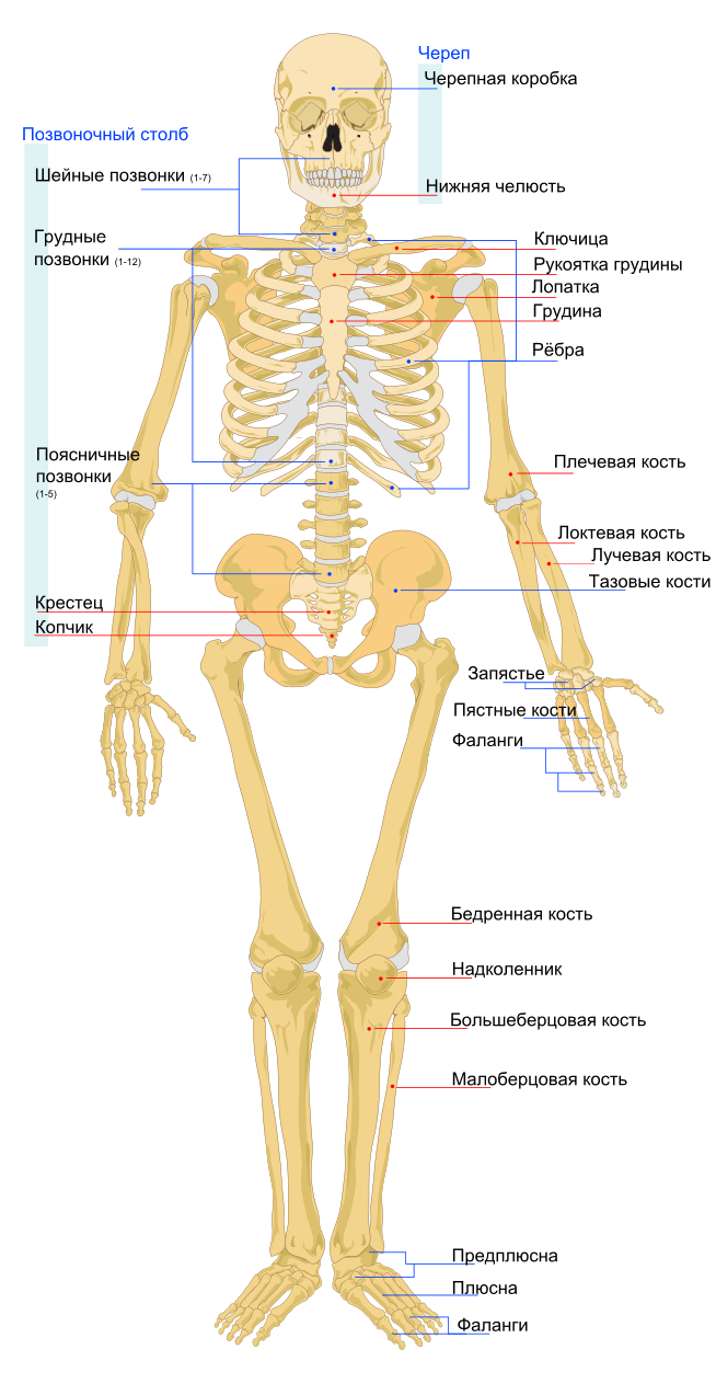 Картинка: Скелет человека