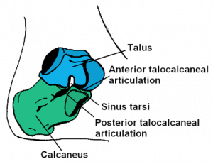 Картинка: Таранная кость