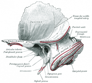 Картинка: Височная кость