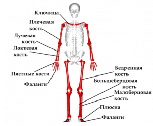 Картинка: Трубчатые кости