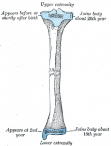 Картинка: Большеберцовая кость