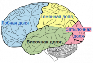 Картинка: Височная доля
