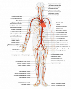 Картинка: Артерия