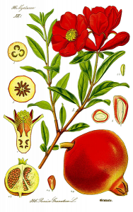 Картинка: Гранат